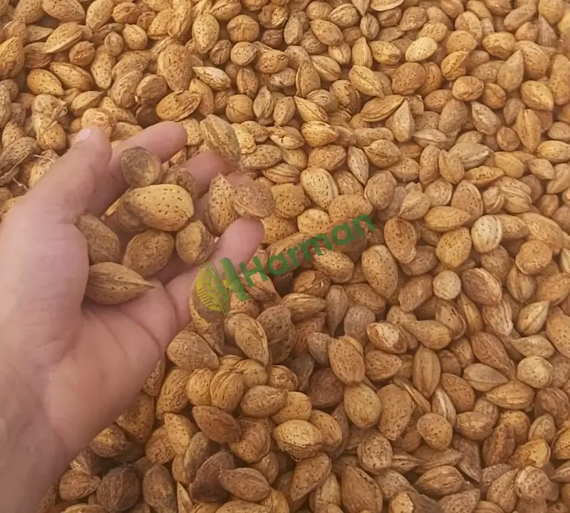 Ferregnes  Kabuklu Badem Manisa/Turgutlu