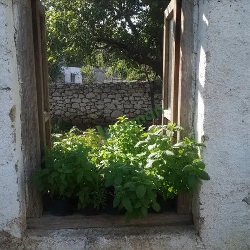 Kars Kağızman · Aranan Fesleğen