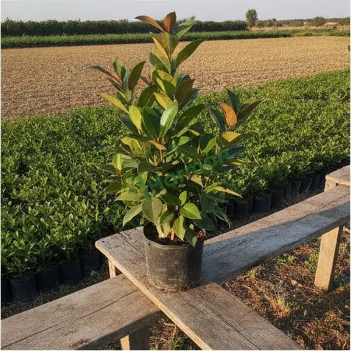 Çanakkale Eceabat'ta ficus lazım