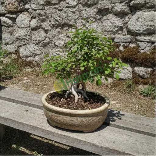 Çankırı Korgun'da ficus bonsai alıyorum