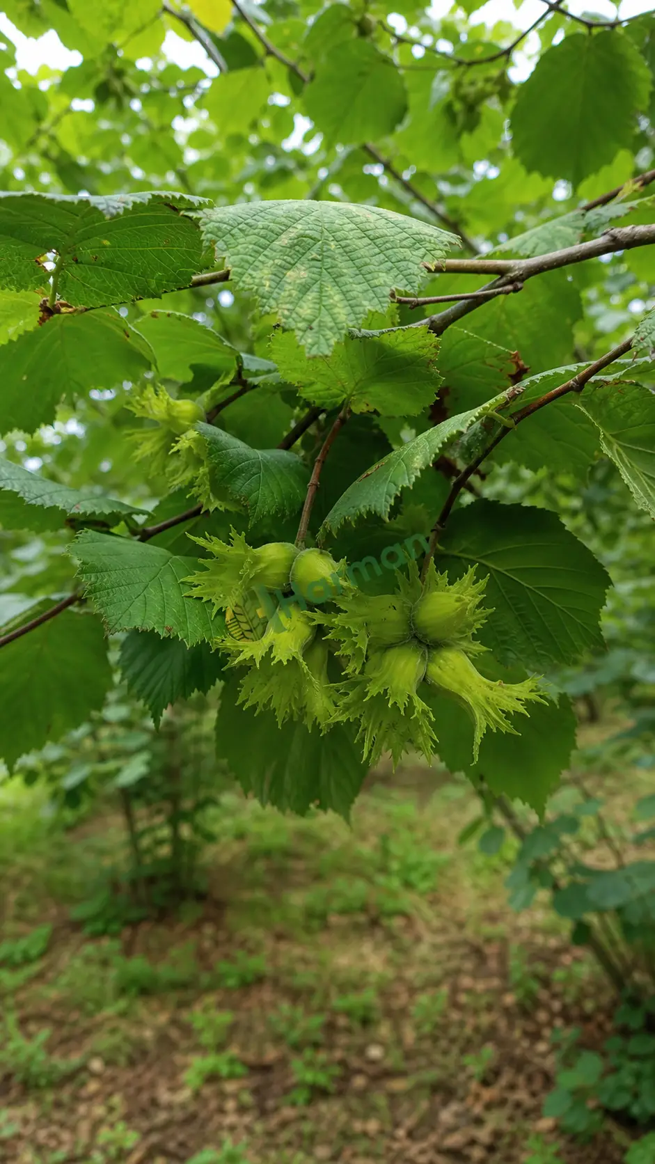 Fındık