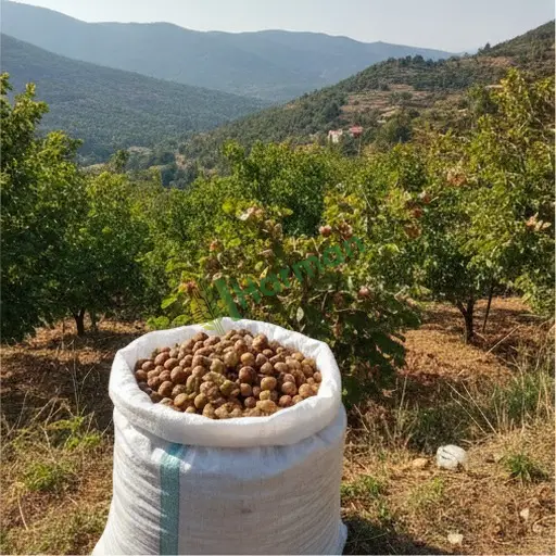 Fındık Aranan / Kahramanmaraş Dulkadiroğlu
