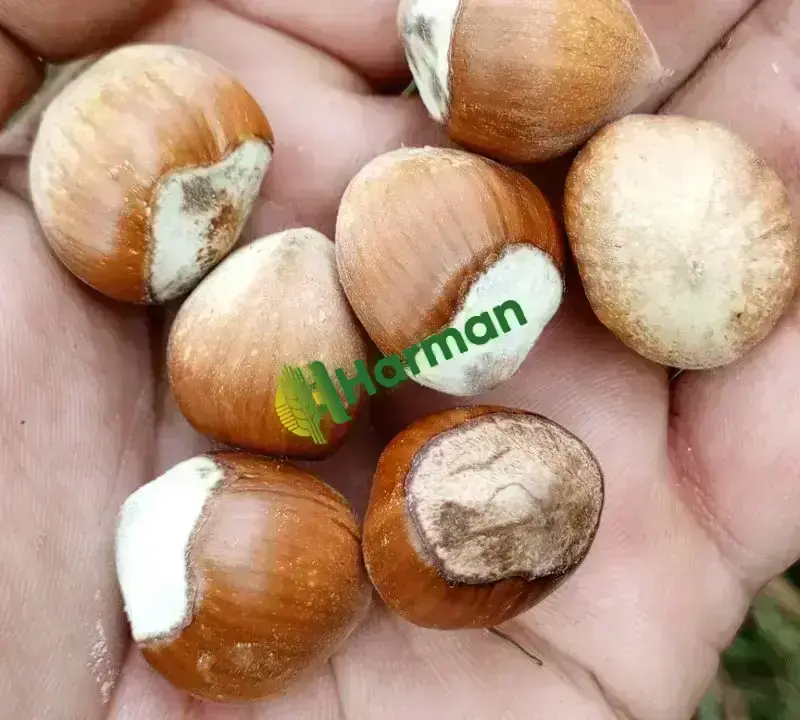 Fındık giresun fındığı birinci kalite ton olarak satılık 40 ton mevcut