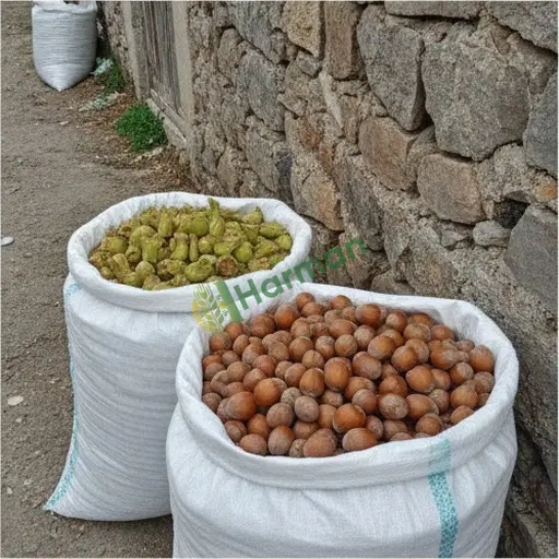 Fındık Aranan / Kastamonu Seydiler