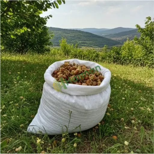 Fındık Aranan / Tokat Yeşilyurt