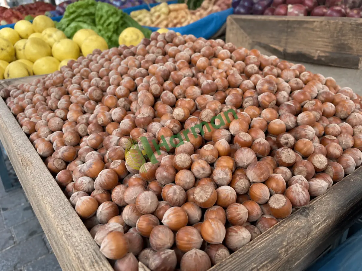 Fındık