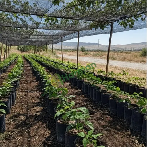 Edirne İpsala'da Frambuaz Fidanı Aranıyor