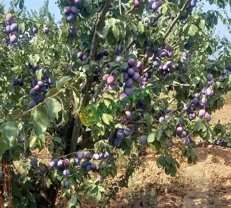 ERİK hal fiyatı