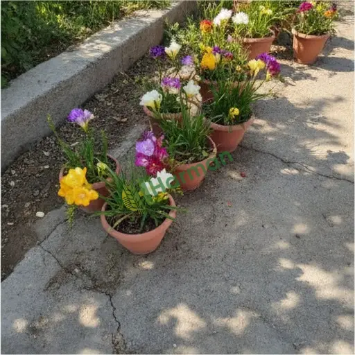 Bitlis Merkez frezya fidesi lazım