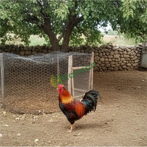 Gaziantep İslahiye damızlık horoz alıyorum