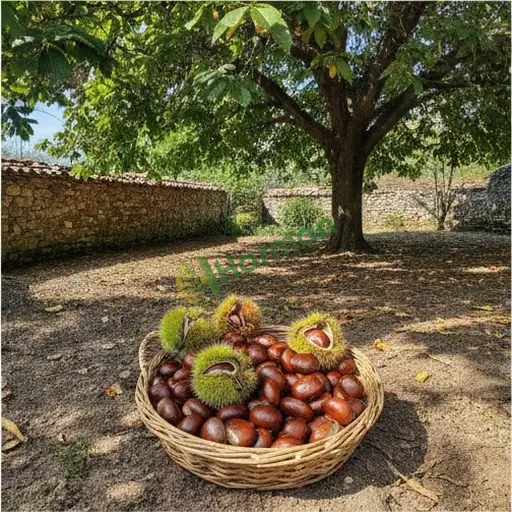 Gaziantep Oğuzeli'nde kestane alıyorum
