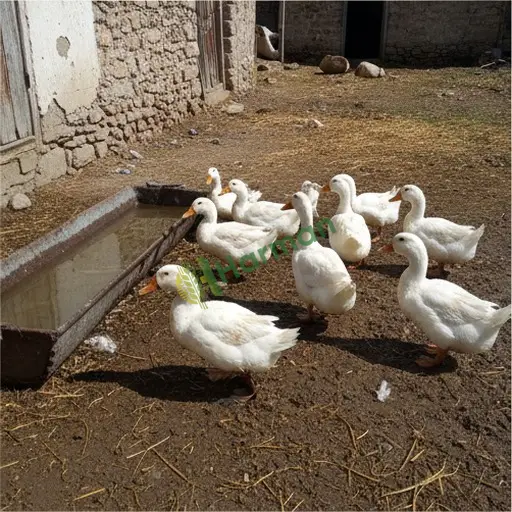 Gaziantep Oğuzeli'nde 40 adet palaz ördek alınır