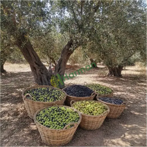Gaziantep Yavuzeli'de Aranan Zeytin