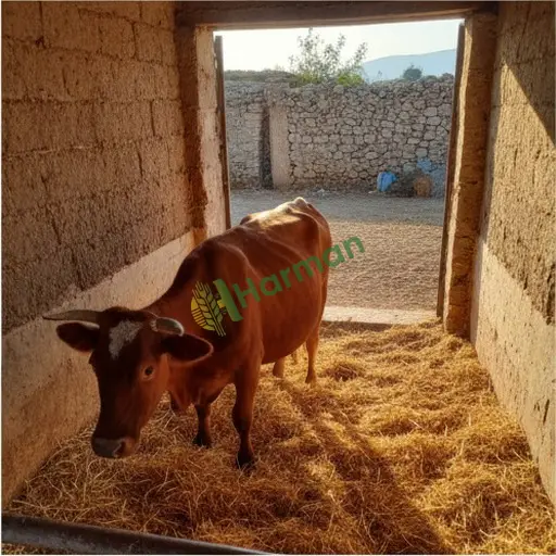 Tunceli Merkez gebe inek alınır