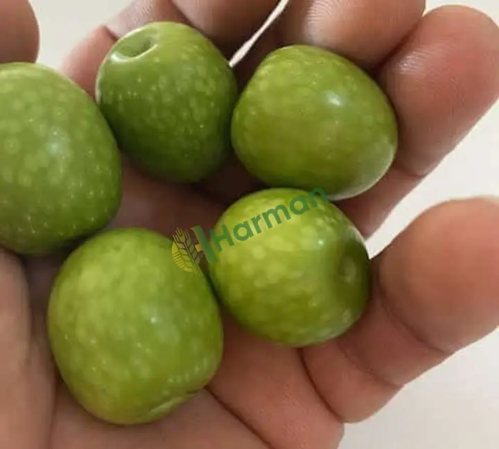 Gemlik domat kalamata yasemin ayvalık savra
