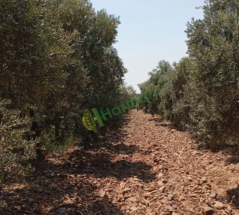 Gemlik domat kalamata yasemin ayvalık savra