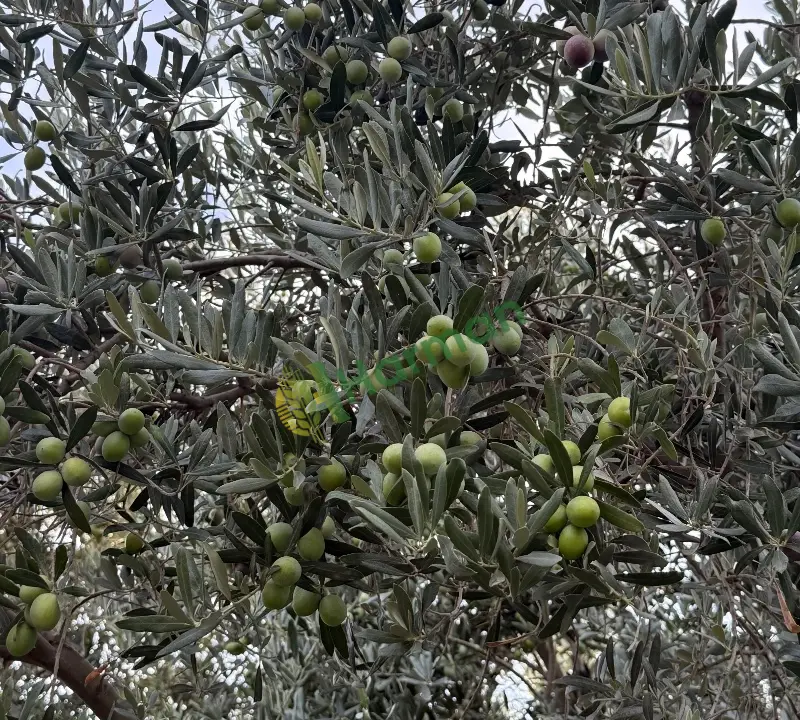 Gemlik yesil zeytin