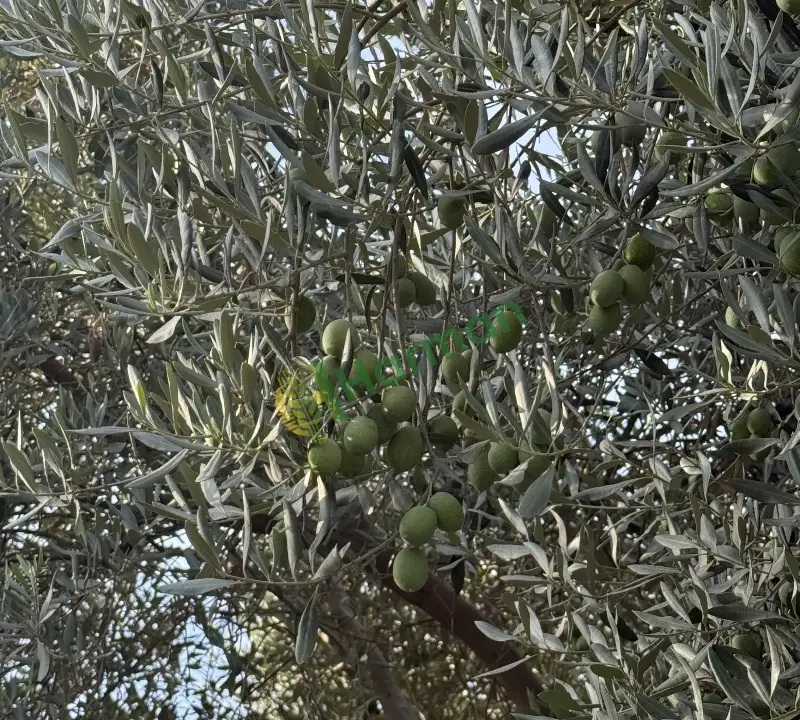 Gemlik yesil zeytin