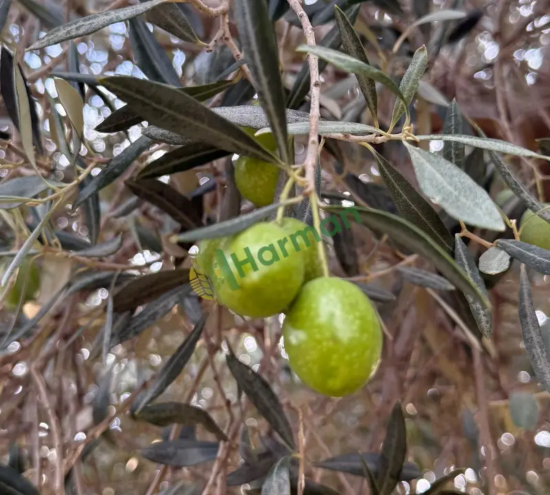 Gemlik yesil zeytin