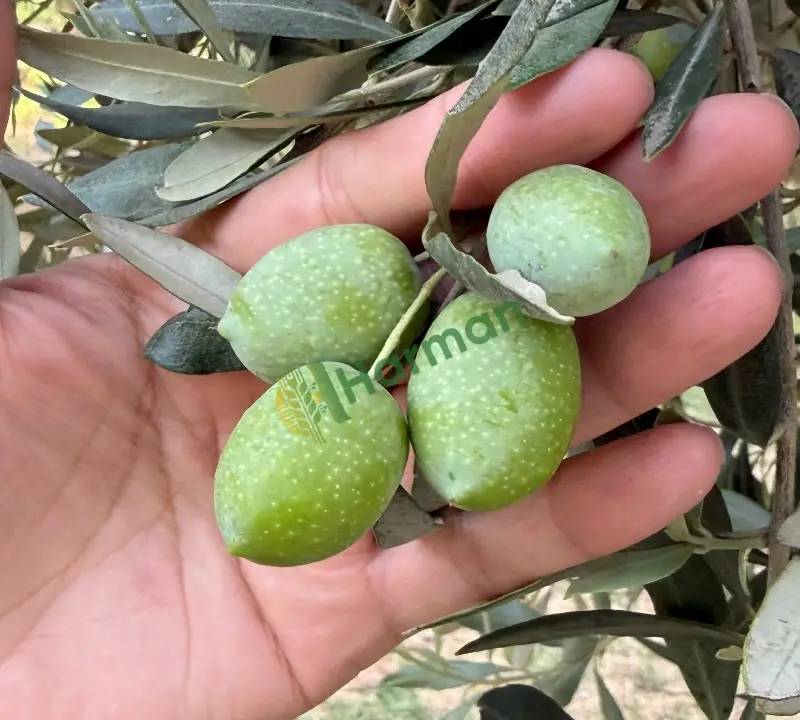 Gemlik yesil zeytin
