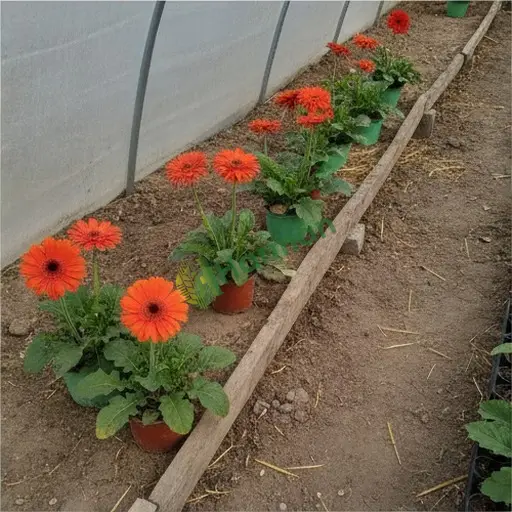 Karaman Kazımkarabekir'de gerbera alıyorum