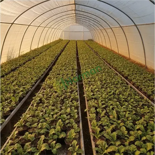 Aranan Gerbera Fidesi - Kırklareli Kofçaz