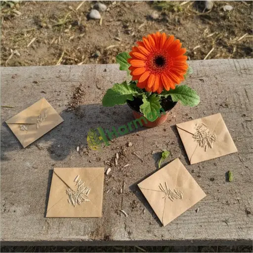 Çankaya'da Gerbera Tohumu Arayan Var