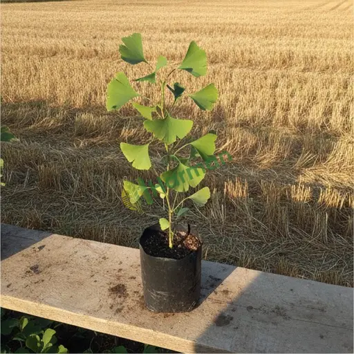 İzmir Kınık'ta ginkgo alımı yapılır