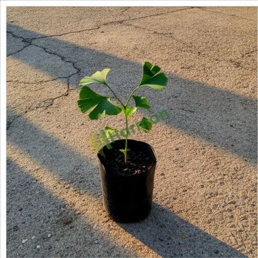Kırıkkale Merkez'de ginkgo biloba alınır