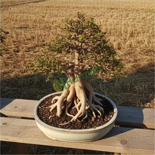 Rize Fındıklı'da ginseng bonsai arıyorum