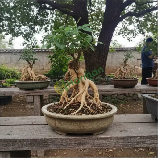 Giresun Çanakçı'da ginseng bonsai alıcısıyım
