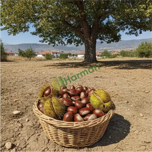 Giresun'da Kestane Aranan