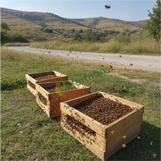 Giresun Doğankent paket arı satıyorum