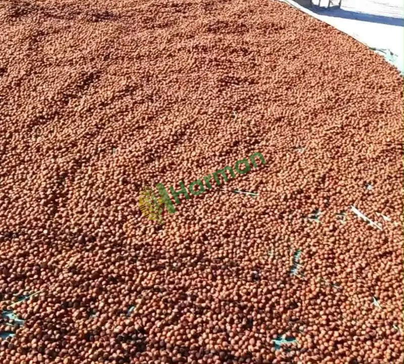 GİRESUN/GÖRELE 1.SINIF YENİ MAHSÜL KABUKLU FINDIK