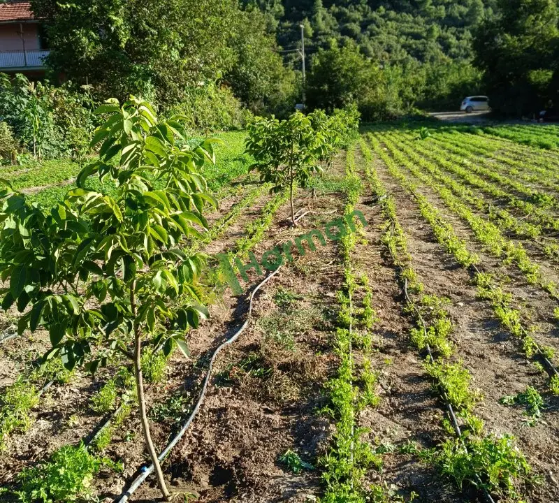 Golden cinsi maydanoz bağ olarak