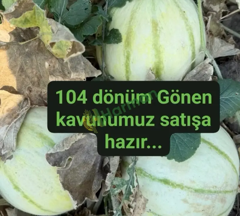 Gönen kavun bursa karacabey