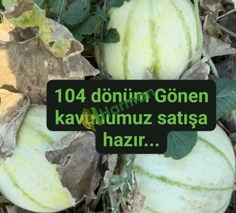 Gönen kavun bursa karacabey