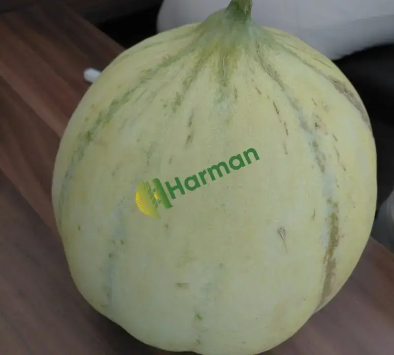 Gönen kavun bursa karacabey