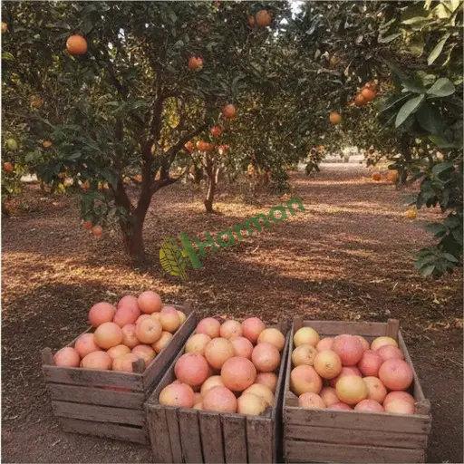 Isparta Eğirdir'de greyfurt alıyorum
