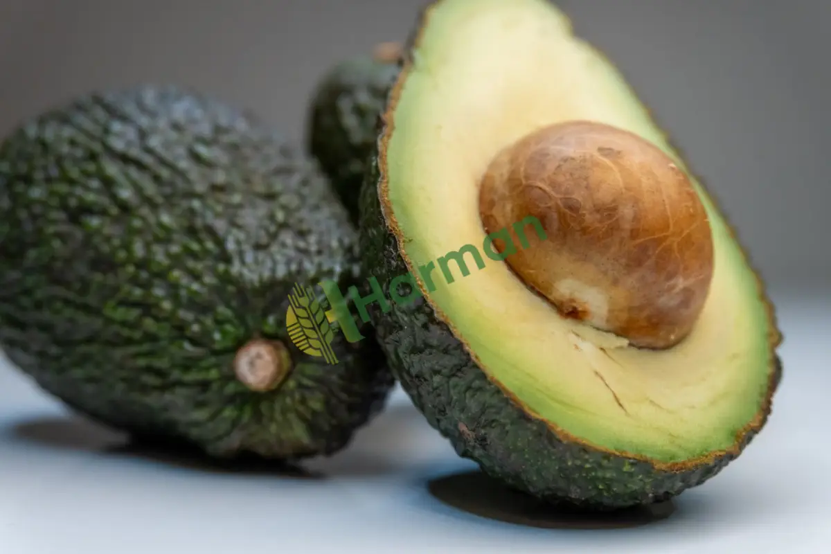 Guacamole sos fabrikasına tonajlı avokado aranıyor -Burdur Ağlasun
