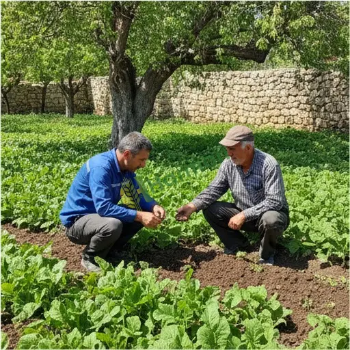 Sinop Boyabat'ta gübreleme danışmanlığı alacağız