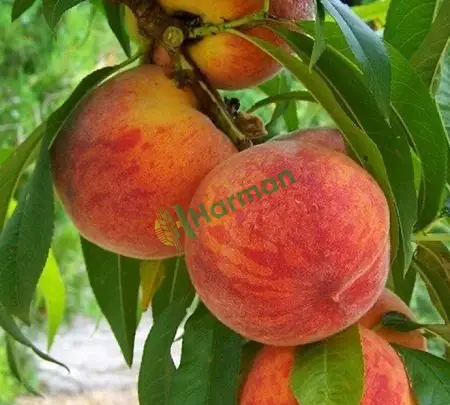 Şeftali hal fiyatı