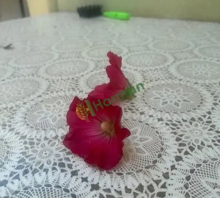 Gülhatmi çiçeği tohumu