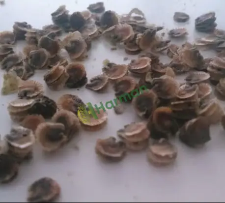 Gülhatmi çiçeği tohumu