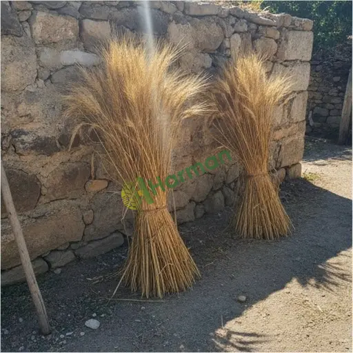 Gümüşhane Şiran'da çavdar alınır