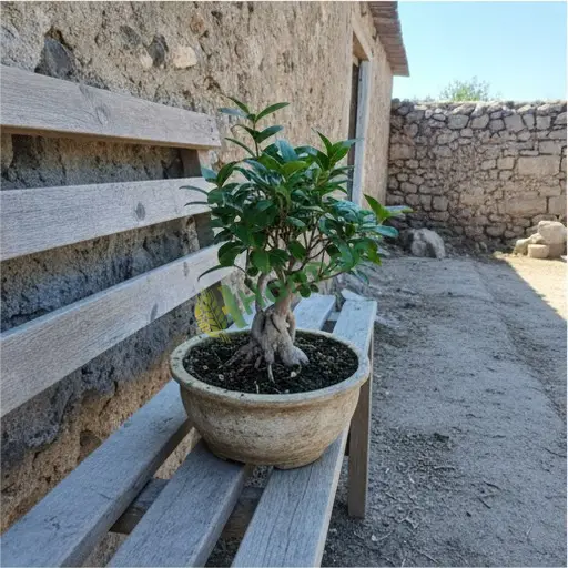 Gümüşhane'de ficus bonsai satılık