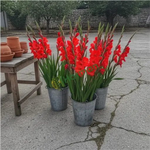 Gümüşhane'de glayöl satılık