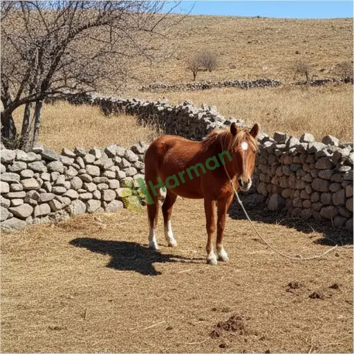 Gümüşhane Şiran damızlık kısrak alınacak