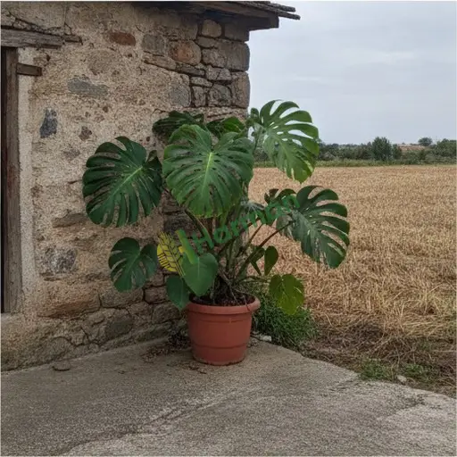 Gümüşhane'de monstera satılır