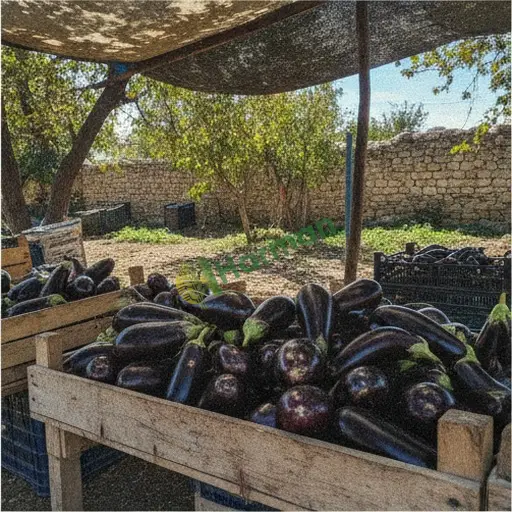Gümüşhane Şiran'da patlıcan satılık
